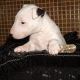 Bull Terrier Puppies for sale in Los Andes St, Lake Forest, CA 92630, USA. price: $300