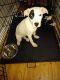 Bull Terrier Puppies for sale in Detroit, MI, USA. price: NA