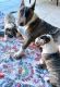 Bull Terrier Puppies for sale in Provo, UT, USA. price: NA