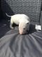 Bull Terrier Puppies for sale in 90001 Overseas Hwy, Tavernier, FL 33070, USA. price: NA