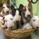 Bull Terrier Puppies for sale in New York, NY, USA. price: NA