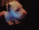 Bull Terrier Puppies for sale in Cave Junction, OR 97523, USA. price: NA