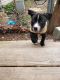 Bull Terrier Puppies for sale in Peoria, IL, USA. price: NA