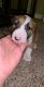 Bull Terrier Puppies for sale in Kansas City, MO, USA. price: $1,500
