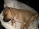 Bull Terrier Puppies for sale in Pembroke Pines, FL, USA. price: NA
