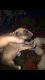 Bull Terrier Puppies for sale in Albertville, AL 35951, USA. price: NA