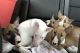 Bull Terrier Puppies for sale in Houston, TX 77065, USA. price: NA