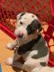 Bull Terrier Puppies for sale in Torrance, CA 90501, USA. price: NA