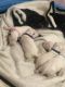 Bull Terrier Puppies for sale in Rialto, CA, USA. price: NA
