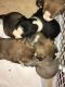 Bull Terrier Puppies for sale in Meridian, MS, USA. price: NA