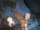Bull Terrier Puppies for sale in 1220 Grove Ave, Shady Side, MD 20764, USA. price: NA