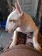 Bull Terrier Puppies for sale in Vista, CA, USA. price: NA
