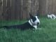 Bull Terrier Puppies for sale in Annetta North, TX 76008, USA. price: NA