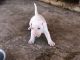 Bull Terrier Puppies for sale in Montclair, CA, USA. price: NA
