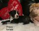 Bull Terrier Puppies for sale in Meadville, PA 16335, USA. price: $500