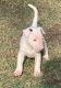 Bull Terrier Puppies for sale in Cut Off, LA 70345, USA. price: $400
