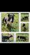 Bull Terrier Puppies for sale in Yakima, WA 98903, USA. price: $200