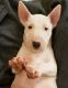 Bull Terrier Puppies for sale in Placerville, CA 95667, USA. price: NA