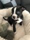 Bull Terrier Puppies for sale in Hemet, CA 92545, USA. price: NA