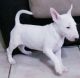 Bull Terrier Puppies for sale in Cleveland, OH, USA. price: NA