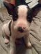 Bull Terrier Puppies for sale in Tacoma, WA 98404, USA. price: NA