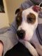 Bull Terrier Puppies for sale in Elmira, NY, USA. price: NA