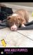Bull Terrier Puppies for sale in 333 Princess Ave, Woodstock, GA 30189, USA. price: NA