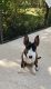 Bull Terrier Puppies for sale in Hernando Beach, FL 34607, USA. price: NA