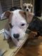 Bull Terrier Puppies for sale in 27 Laurel Way, White, GA 30184, USA. price: NA