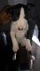 Bull Terrier Puppies for sale in Sacramento, CA, USA. price: NA