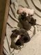 Bull Terrier Puppies for sale in Conyers, GA, USA. price: NA