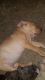Bull Terrier Puppies for sale in Hartford, CT, USA. price: $400
