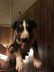 Bull Terrier Puppies for sale in Martinsville, OH 45146, USA. price: NA