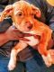 Bull Terrier Puppies for sale in Danville, VA, USA. price: $300