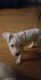 Bull Terrier Puppies for sale in Milwaukee, WI 53215, USA. price: $200