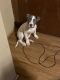 Bull Terrier Puppies for sale in Milwaukee, WI, USA. price: NA