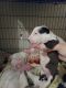 Bull Terrier Puppies for sale in 1000 Renaud Dr, Scott, LA 70583, USA. price: $1