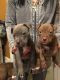Bull Terrier Puppies for sale in 543 W 187th St, New York, NY 10033, USA. price: NA
