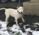 Bull Terrier Puppies for sale in Grants Pass, OR, USA. price: $500