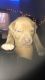 Bull Terrier Puppies for sale in 2223 Pine St, Wilmington, DE 19802, USA. price: $600