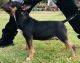Bull Terrier Puppies for sale in Bakersfield, CA, USA. price: $3,000