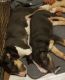 Bull Terrier Puppies for sale in The Bronx, NY 10456, USA. price: NA