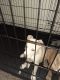 Bull Terrier Puppies for sale in Lancaster, PA, USA. price: $500