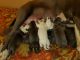 Bull Terrier Puppies for sale in Indianapolis, IN 46220, USA. price: $300