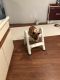 Bull Terrier Puppies for sale in Fort Walton Beach-Crestview-Destin, FL, FL, USA. price: NA
