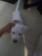 Bull Terrier Puppies for sale in Gainesville, FL, USA. price: NA