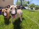 Bull Terrier Puppies for sale in Wasco, CA 93280, USA. price: $1,400