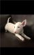 Bull Terrier Puppies for sale in Richmond, VA, USA. price: NA