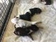 Bull Terrier Puppies for sale in 6815 Drift Creek St, Bakersfield, CA 93313, USA. price: $800