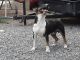 Bull Terrier Puppies for sale in Yakima Valley, WA, USA. price: NA